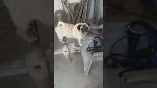 funny pug  angry 😂😂😂!! नीचे कैसे उतरे 🐻!!shorts video ❤ !! #shorts #dog #funnypets