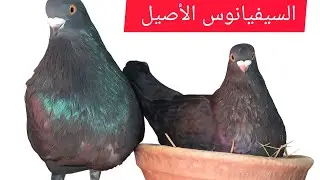 حمام السيفيانوس الأصيل# 💯💯# توليعة داخل السجنة 🔥# تحياتي لجميع الموالع #🇲🇦♥️🕊️👍👍#المغرب #birds #حمام