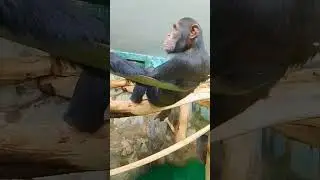 #nskzoo
