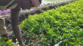 For RBC count leaf juice of sweet potatoes.