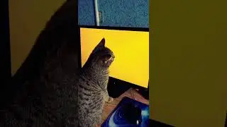 Василий ловит мышей 🐭 Cat catches mice #funny