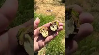 #dersim #nature #villagelife #vlog #subscribemychannel #subscribe  #follow #travel #short #kirmanck&icirc;