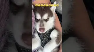 หลับสบายคาอ้อมแขน😴😴😴 #siberianhusky #husky #huskylife #pets #puppy #doglife