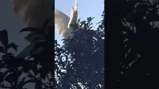A Sacred Symbol: Three Birds, One Tree #christian #faithingod #iloveyoulord