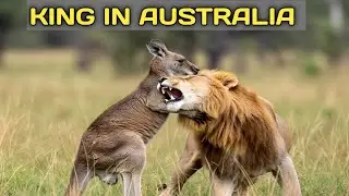 Could Lions Survive in Australia? | King Lion vs kangroo  | Animal Battles Explain