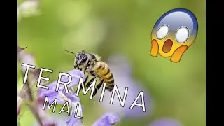 ABEJA