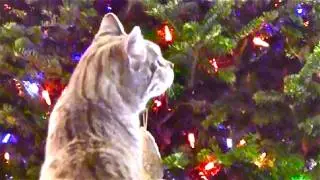 Cats Love Christmas: Ms Lily Knows Cats