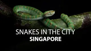 Snakes In the City - Singapore - TRAILER (4K)
