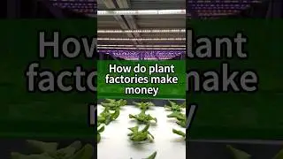 How to Make Plant Factories Profitable with LED Grow Lights? #growlight