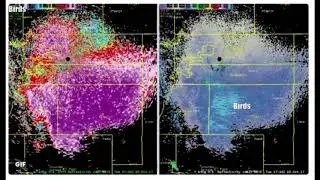 Huge 70-Mile-Wide Butterfly Swarm Shows Up On Denver Radar System