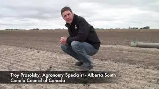 Canola School: Soil Crusting Can Negatively Impact Your Plant Stand