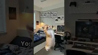 xd #humor #gatos #xd #yosoydelos7mil
