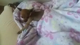 Pinscher irritado , olha a bravesa do Ot&aacute;vio
