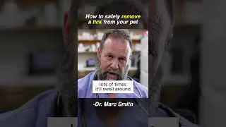 Tick Removal Tips for Dogs | Vet Advice from Marc Smith, DVM, MS