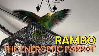 RAMBO THE ENERGETIC PARROT