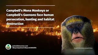 Campbell's Mona Monkey Cercopithecus campbelli  - Africa