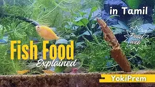 The Ultimate Guide to Fish Feeding In Tamil | Introducing Food Web
