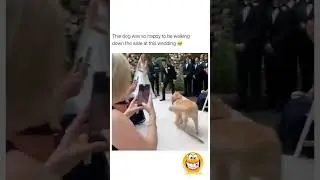 This dog was so happy to be walking down the aisle at this wedding 😍#shorts