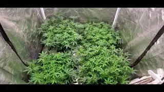 4 plants filling a 4x4