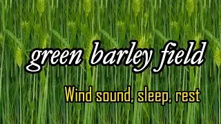 The wind blowing in the green barley field. ASMR