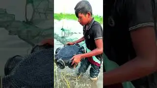 Many fish were caught from the Chinese net. #fishing #amazingfishing