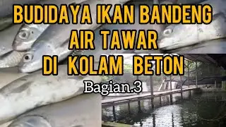 BUDAYA IKAN BANDENG AIR TAWAR DI KOLAM BETON.Bagian3#lele #bunga#mancing#bandeng  #anggrek#porang