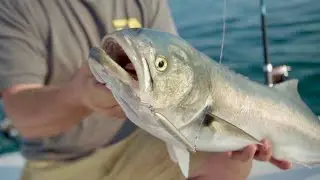 How To: Topwater Fishing for Bluefish | NEW Hogy Surface Eraser