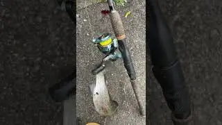 No stringer rainbow trout