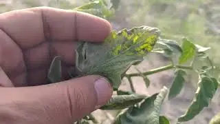 DUST CAUSING DIFFERENT PROBLEMS IN TOMATO CROP PRODUCTION & Plant Protection