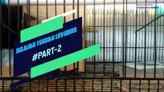 Belajar Ternak Livebird #Part-2