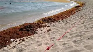 Algas en Juan Doli&oacute;/ Водоросли в Хуан Долио.