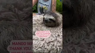 🦥Thank You 💚From the Sloths!