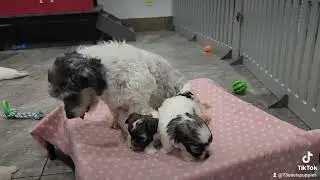 Sissy's girls, born November 16th, #oasispuppies #havaneselove #puppylove 