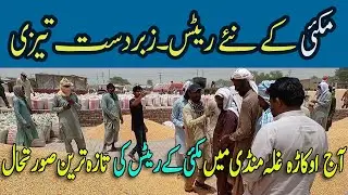Today 1st June 2023 Rates of Maize Corn in Okara , Punjab Pakistan| Sudden Rise in Maize Corn Rates