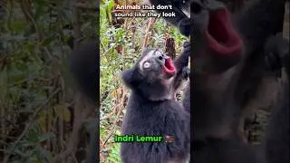 Animals that don't sound like they look 😱