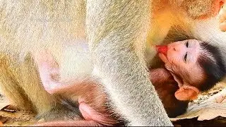 Poor Little Janet Life, Very Lovely Small Baby Monkey!