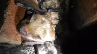 Bat colony on chimney