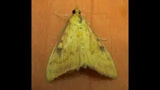 Genus Choristostigma Moth