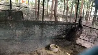 Jhargram Mini Zoo: Jhargram West Bengal India 🇮🇳