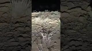 rabbit hunting in night mood with shotgun enjoy this video
