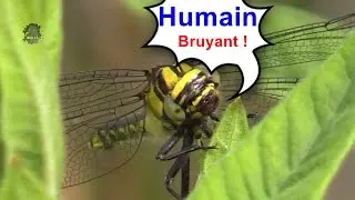 GOMPHE &agrave; Pattes noires/Gomphus vulgatissimus ! BRUITX