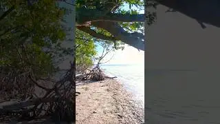 Looking For Shells Charlotte Harbor.#CharlotteHarbor #beach #mangroves #crab #FL #ocean #fish#nature