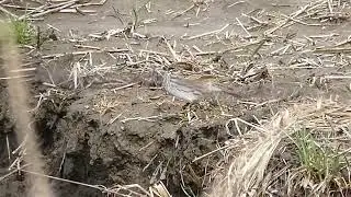 Savannah Sparrow iNat 276760656