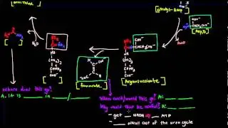 Urea Cycle (Part 2 of 5) - Details
