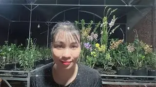 Live tối 9/8, Toàn siêu phẩm Tết ạ
