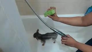 Amazon Furbliss Green Multi-functional Grooming Brush Product Review