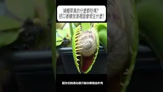 捕蠅草真的什麼都吃嗎？把口香糖放進裡面會發生什麼?#科普 #漲知識
