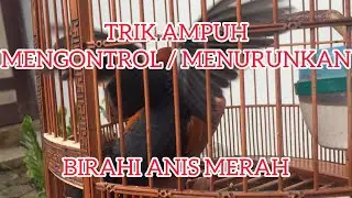 ANIS MERAH OVER BIRAHI PASTI SETABIL KEMBALI DENGAN TRIK INI