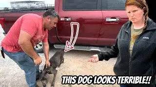 We Tried To Rescue This Pitbull. It Did Not End Like We Wanted.