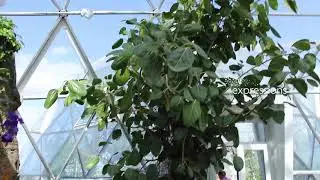 Biodomes Projects | Expressions Flowers